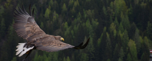 parcs animaliers